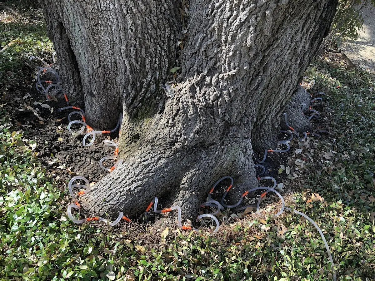 Detailed Tree Cabling and Bracing job site in Fort Loudon
