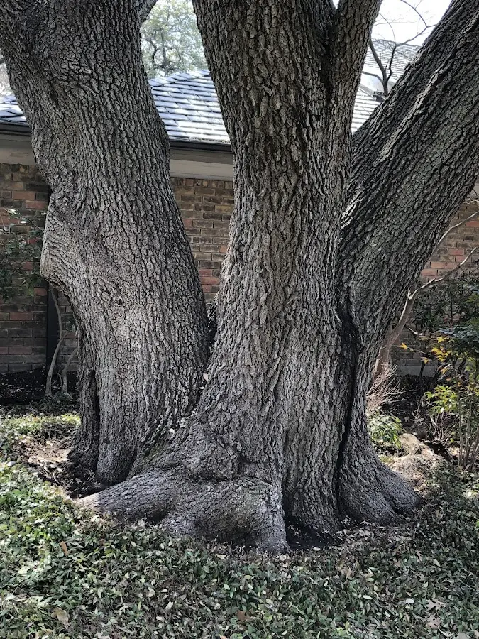 Mature heritage tree close to a Fort Loudon property cared for by certified arborists